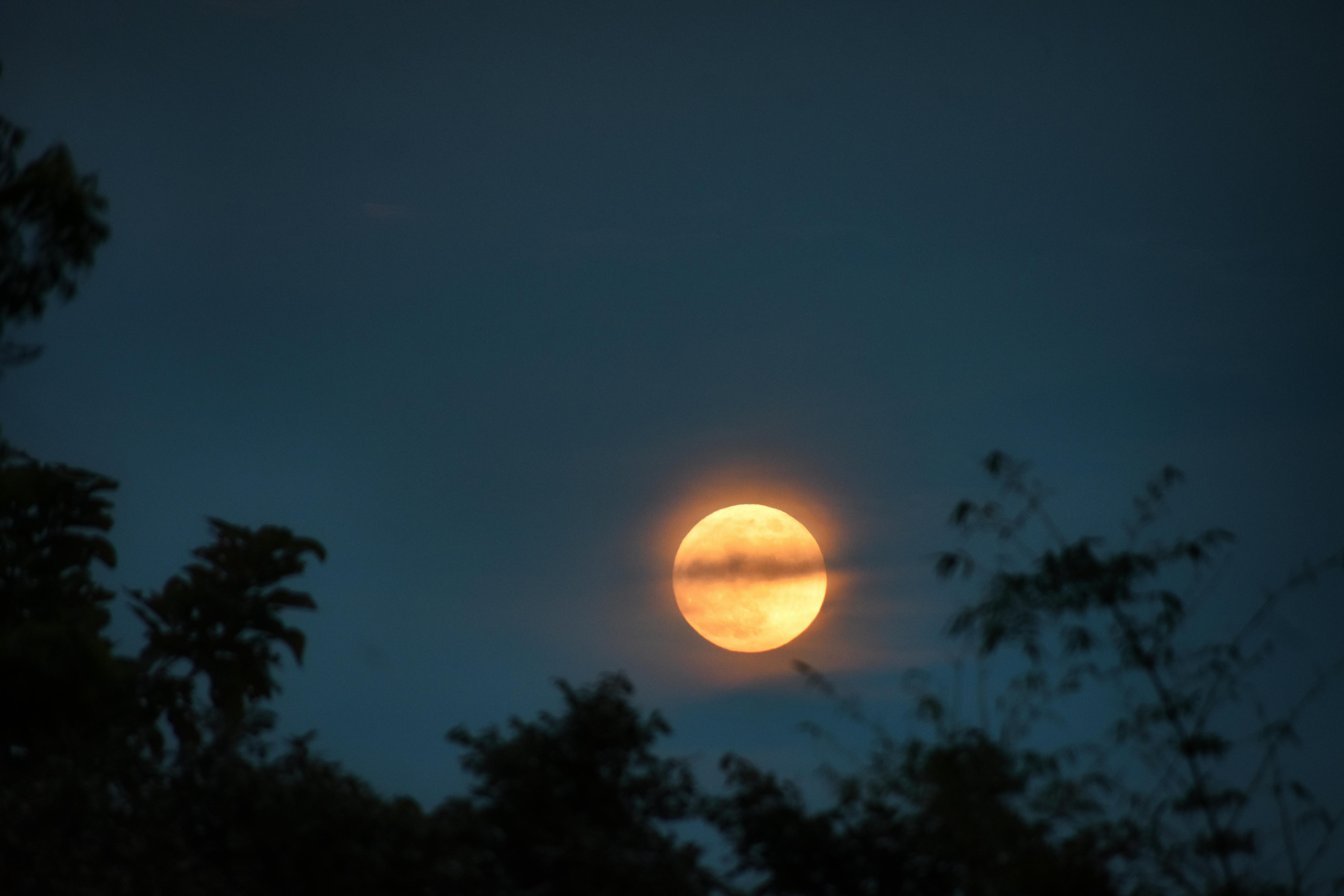 Full moon rising over trees