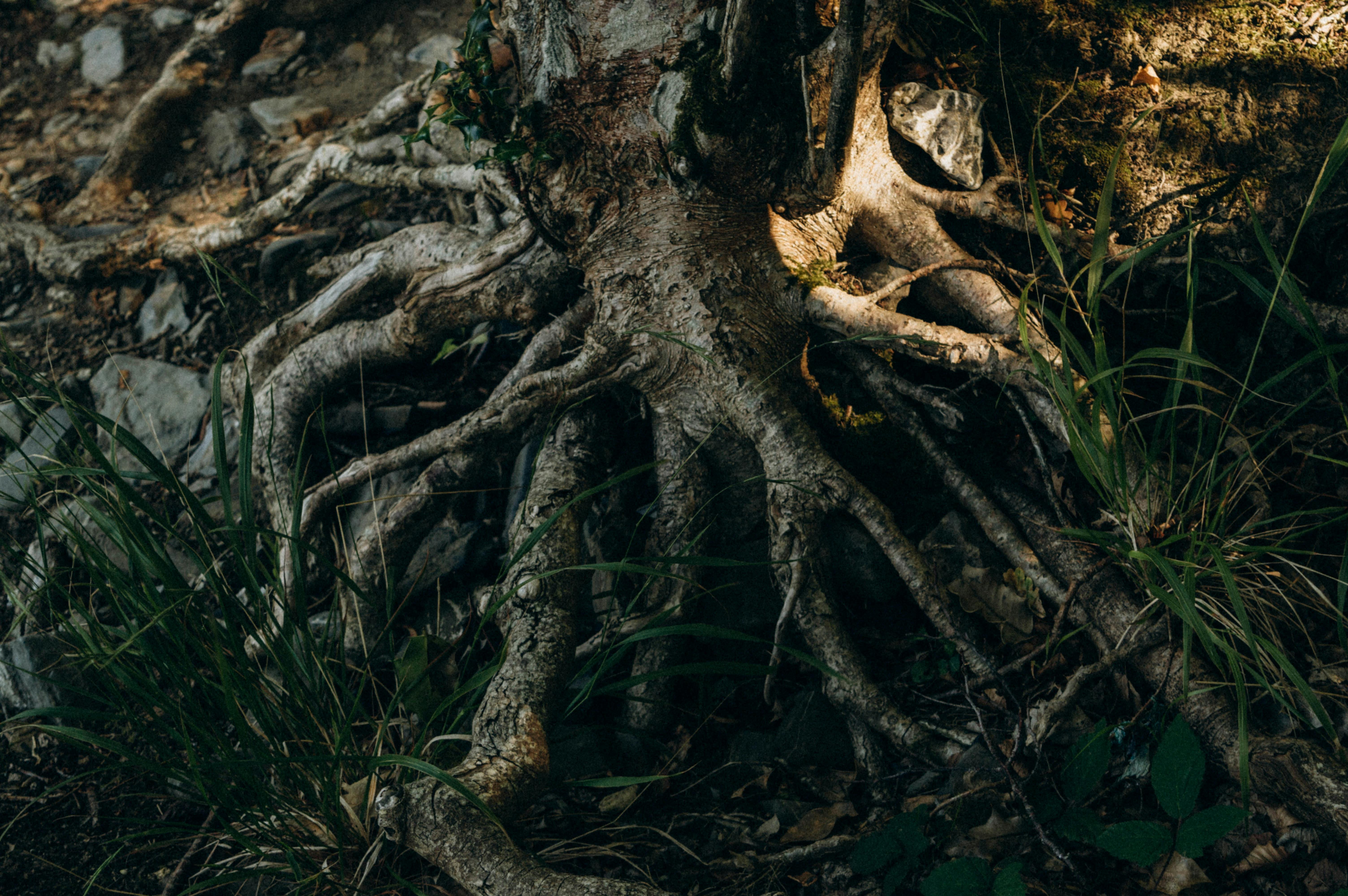 Tree roots